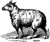 The Sheep is thus apportioned by English butchers.