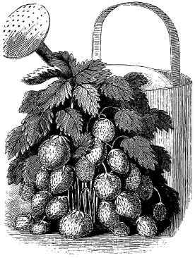 To Preserve Strawberries Whole