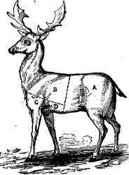 Venison