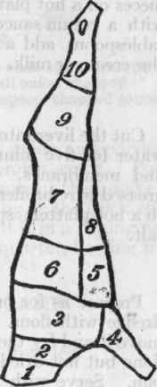 Diagram of Cuts of Veal