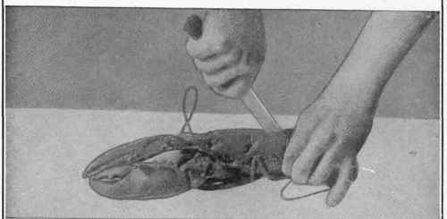 How To Split And Dress Lobster