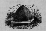 Squash And Corn 7