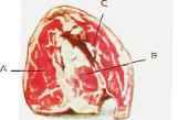 SIRLOIN OR PORTERHOUSE STEAK. A. SIRLOIN. B. TENDERLOIN. C. FLANK.