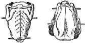 Fowls trussed for Boiling.