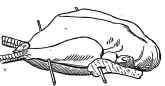 Turkey trussed for Roasting,