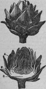 Artichoke 9