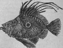 JOHN dory, jaune dore, or saint pierre.