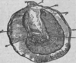 Oysters English Native 22