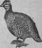 Partridge. Perdreau Or Perdr1x.