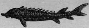 Sturgeon   esturgeon.