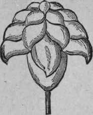 The Tulip 145