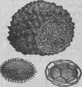 Truffes Au Supreme 38