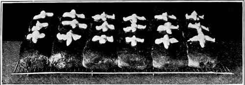 Hot Cross Buns