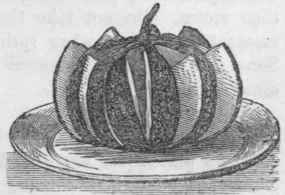Cantaloupe Melons 144