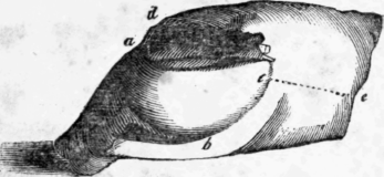 12-Fore-Quarter-Of-Lamb-17
