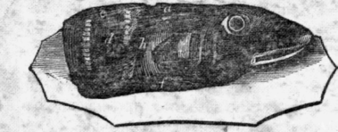 23-Cod-s-Head-21