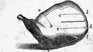 3-Shoulder-Of-Mutton-7