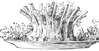 No 294 Little Pig Baked or Roasted 32