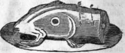 Cod s Head 64