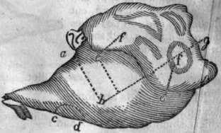 Mutton Leg 48