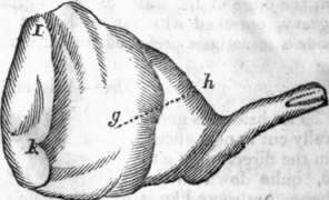 Mutton Shoulder 50