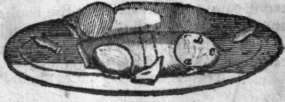 Pig 55
