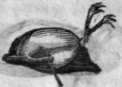 Pigeon Trussing 40