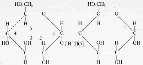 The union of two a   glucopyranose units gives a   maltose
