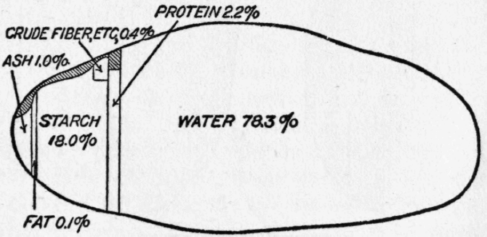 Composition of the Potato