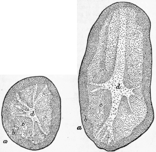Sections of the Potato