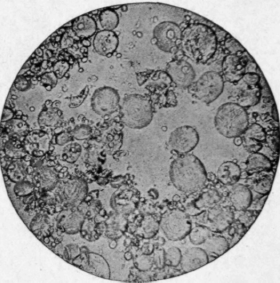 Wheat Starch