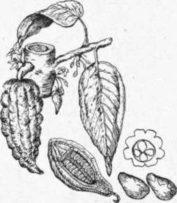 Cocoa Pods and Leaves