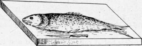 Fish and Boning Knife