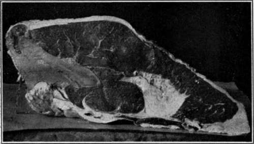 Short Loin. Beef