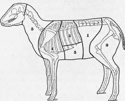 Fig. 12.   Diagram showing cuts of lamb and mutton.