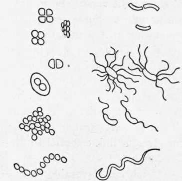 Fig. 15.   Shapes and groupings of different kinds of bacteria (much enlarged).