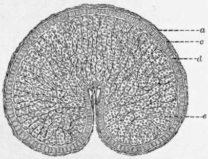 Fig. 8.   Cross section of a wheat grain, enlarged.
