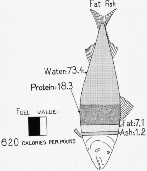 Mackerel