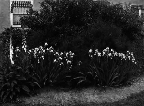 A BIT OF THE BORDER OF PERENNIAL PLANTS
