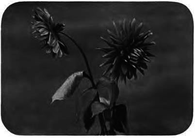 CACTUS DAHLIA
