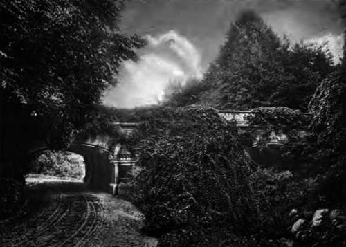 SHRUBS ALONG THE DRIVEWAY