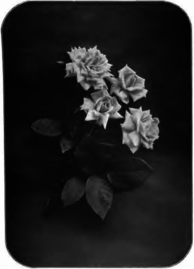 TEA ROSE
