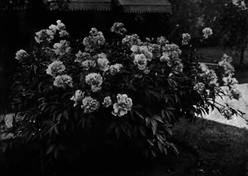 THE PEONY AT ITS BEST