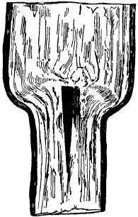 An old cleft graft, showing point of union of stock and scion