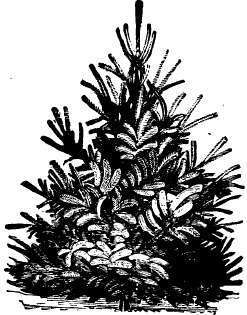 Colorado silver spruce (Picea pungens).  (After Maynard.)
