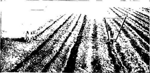 Hand cultivators with shovels to open and close furrows. (After Green.)