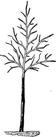 Properly shaped shade tree
