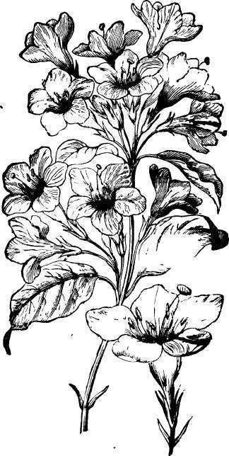 Weigela (Diervilla rosea)