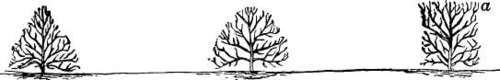 correct form of hedge
