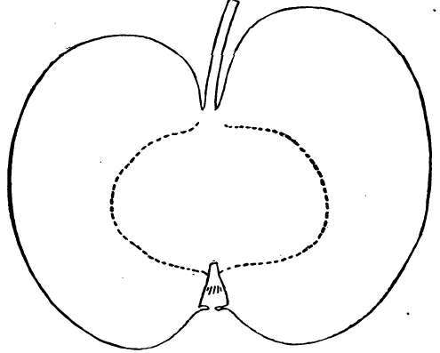 Apple Variety: Borovinka